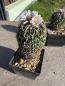 Preview: Stenocactus multicostatus